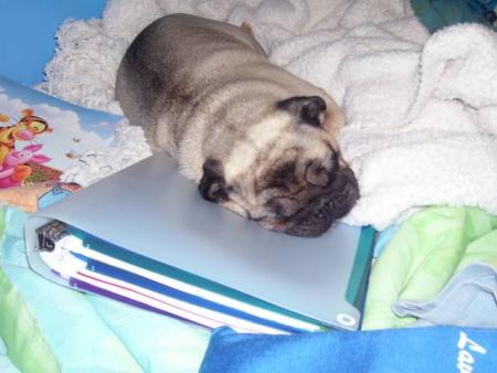 le chien